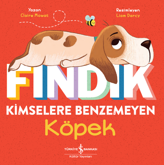 Fındık Kimselere Benzemeyen Köpek resmi