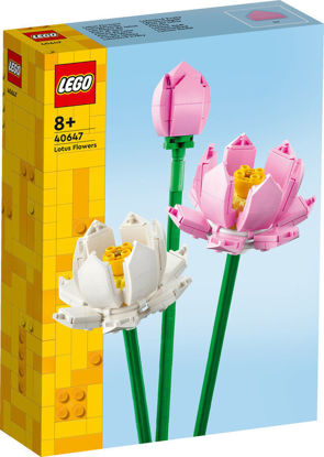 Lotus Flowers resmi