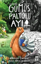 Gümüş Paltolu Ayı resmi